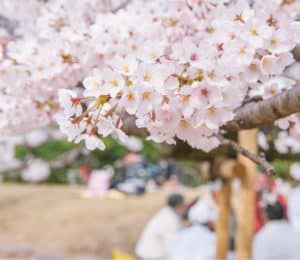 hanami